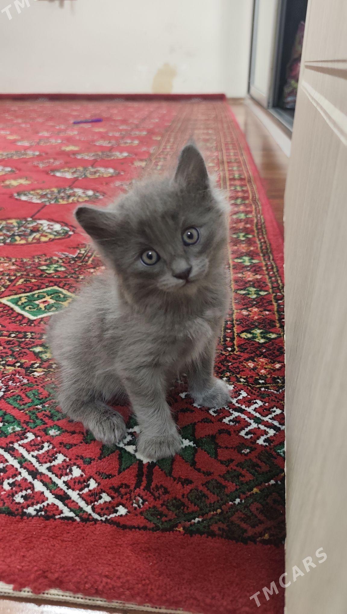 Pisik - Мир 1 - img 1