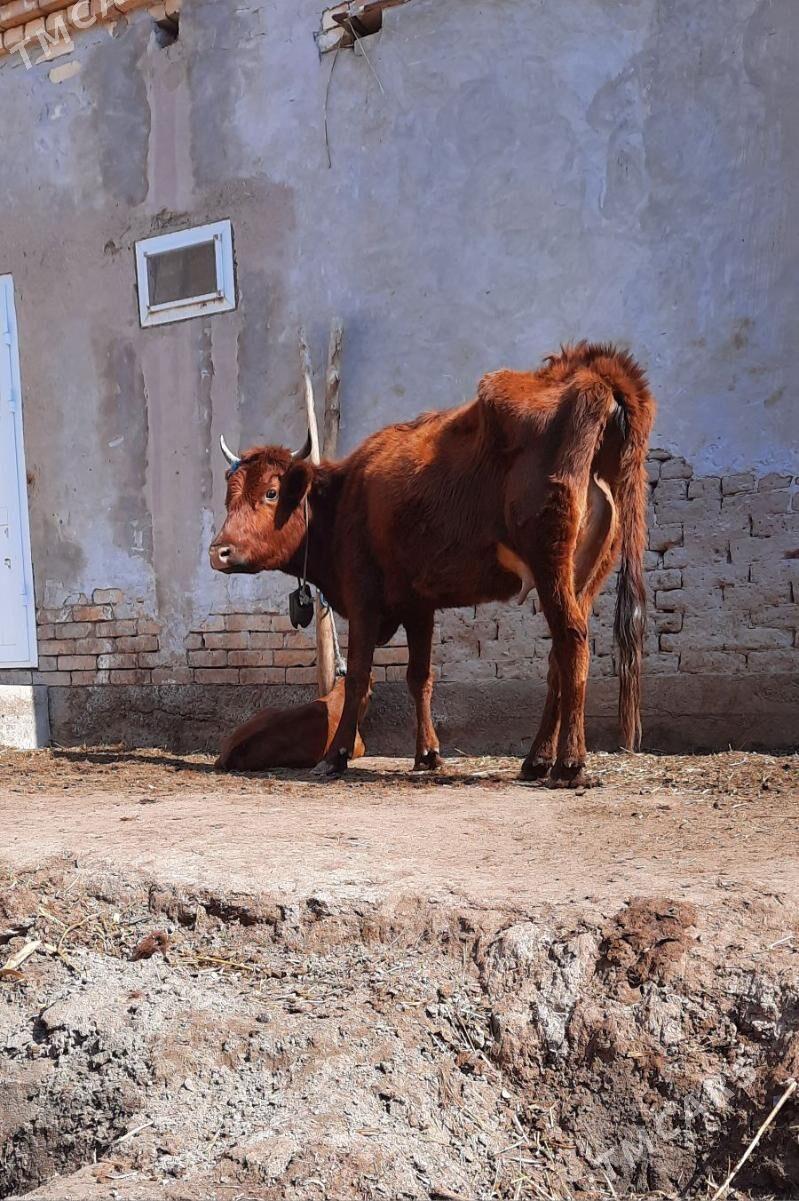 SUYIDLIJE GOLELI SYGYR - Кёнеургенч - img 1