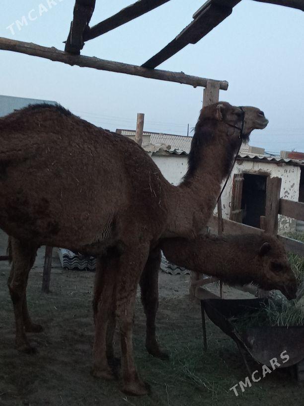 ogşukly duýe - Bäherden - img 1