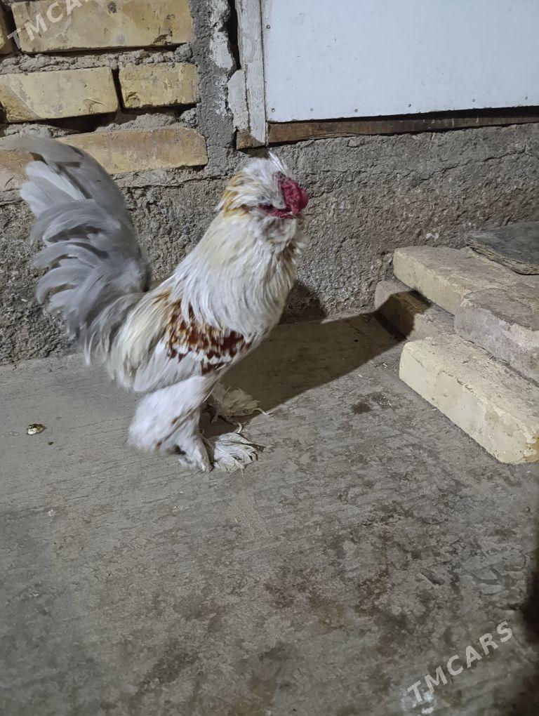 troyka karlik - Туркменабат - img 1