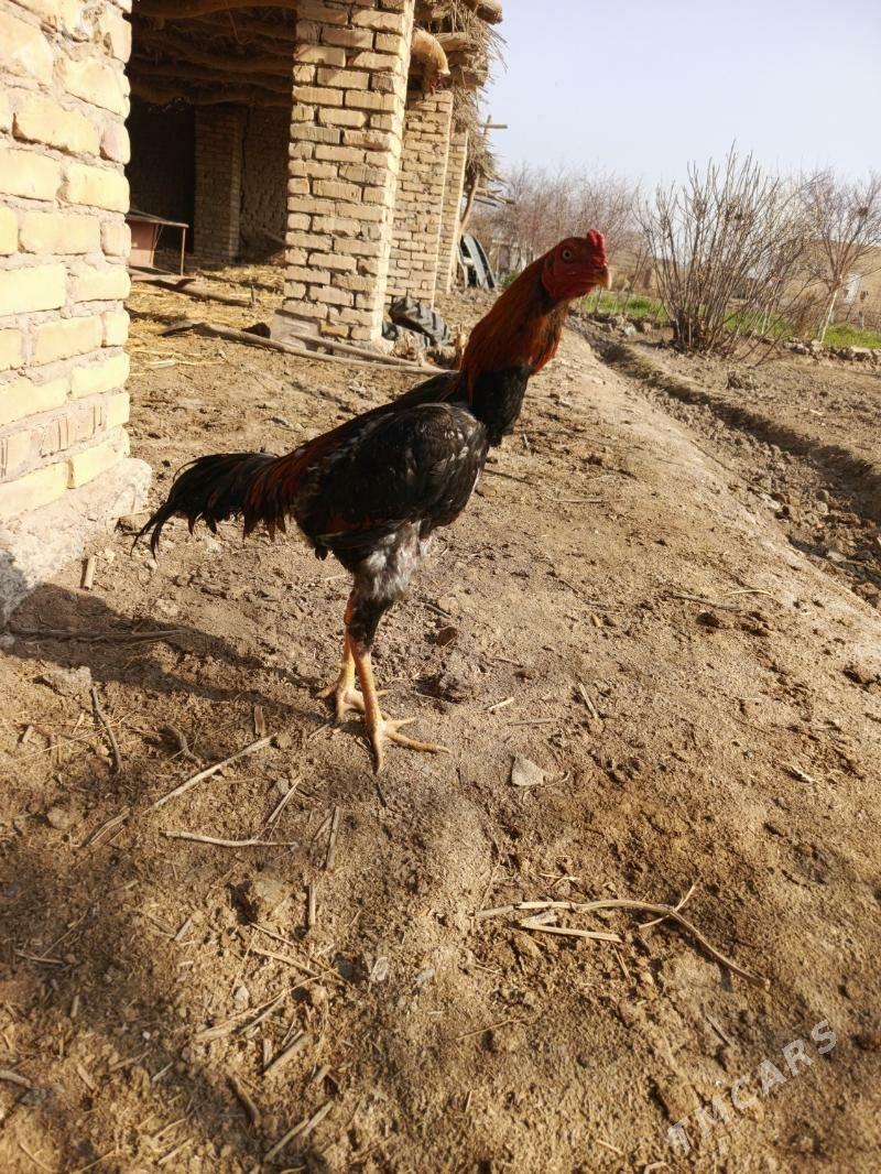 baysow horaz - Dänew - img 1