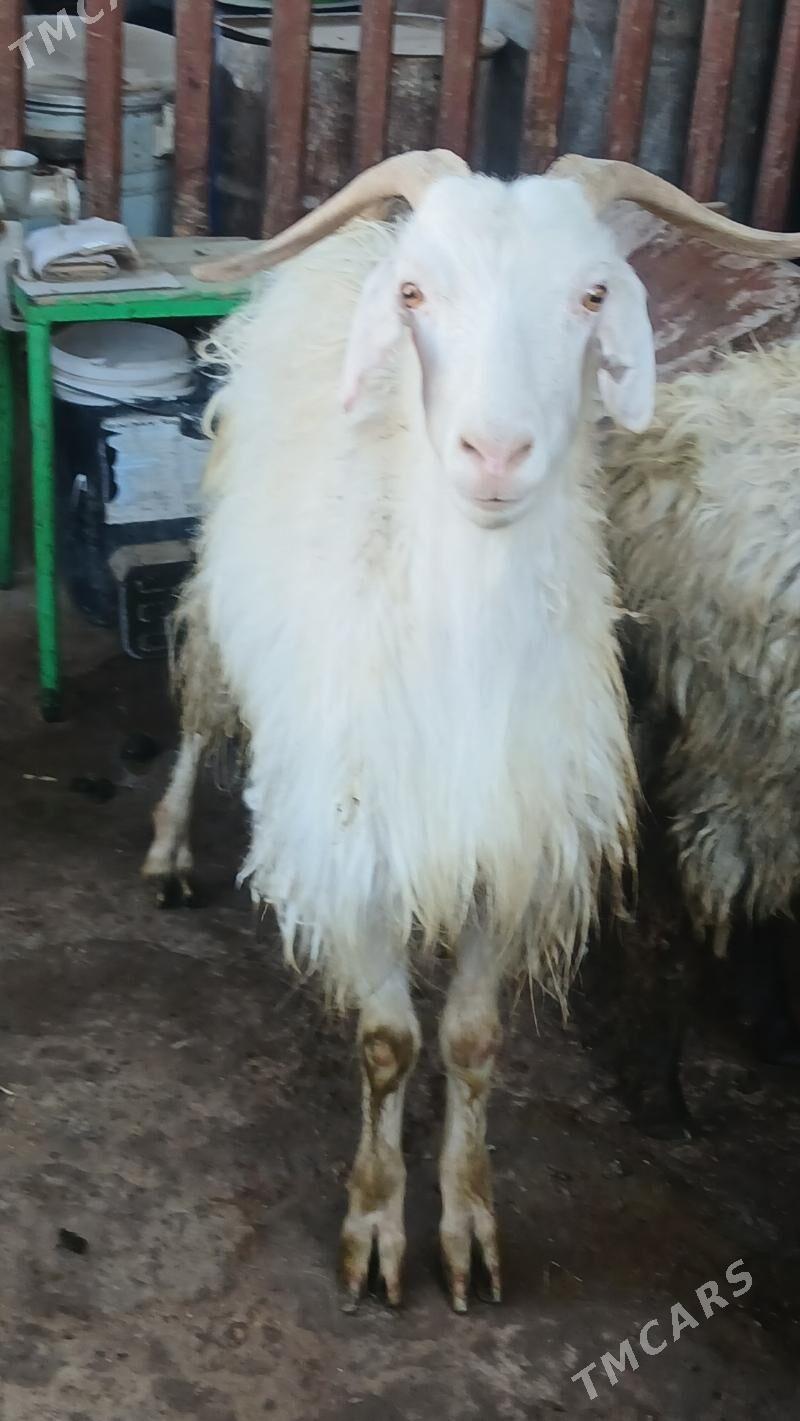 erkec - Gyzylarbat - img 1