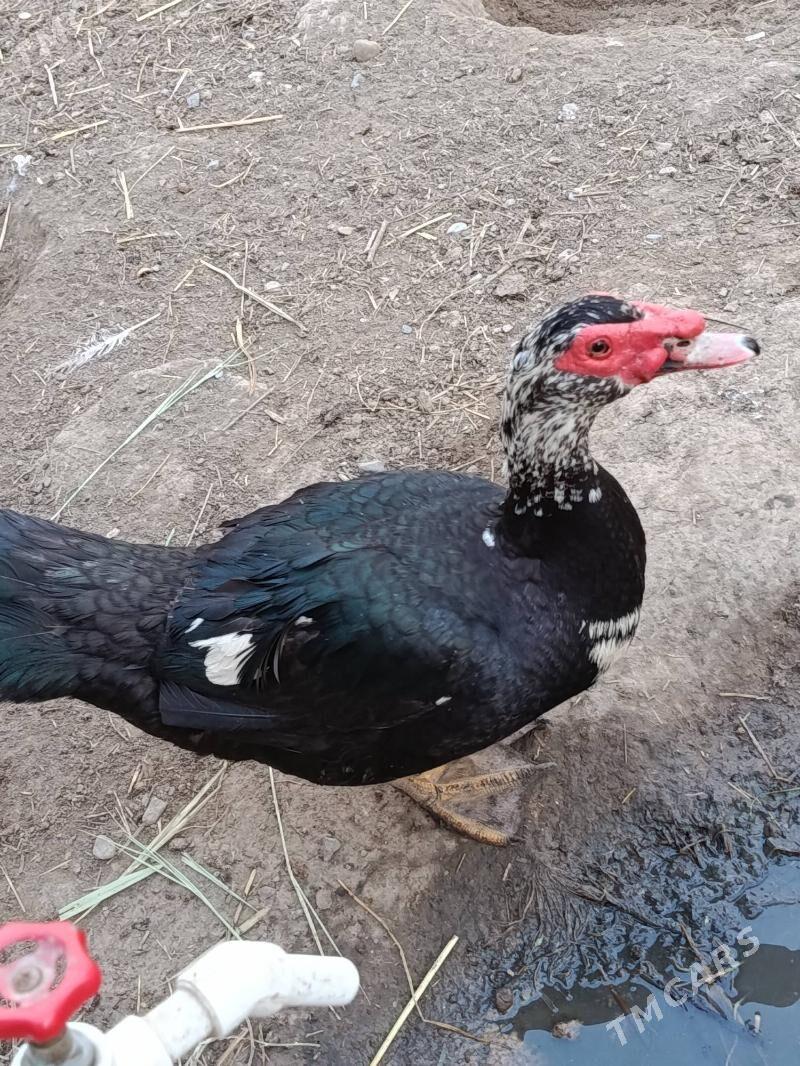 Ördek indutga - Büzmeýin - img 1