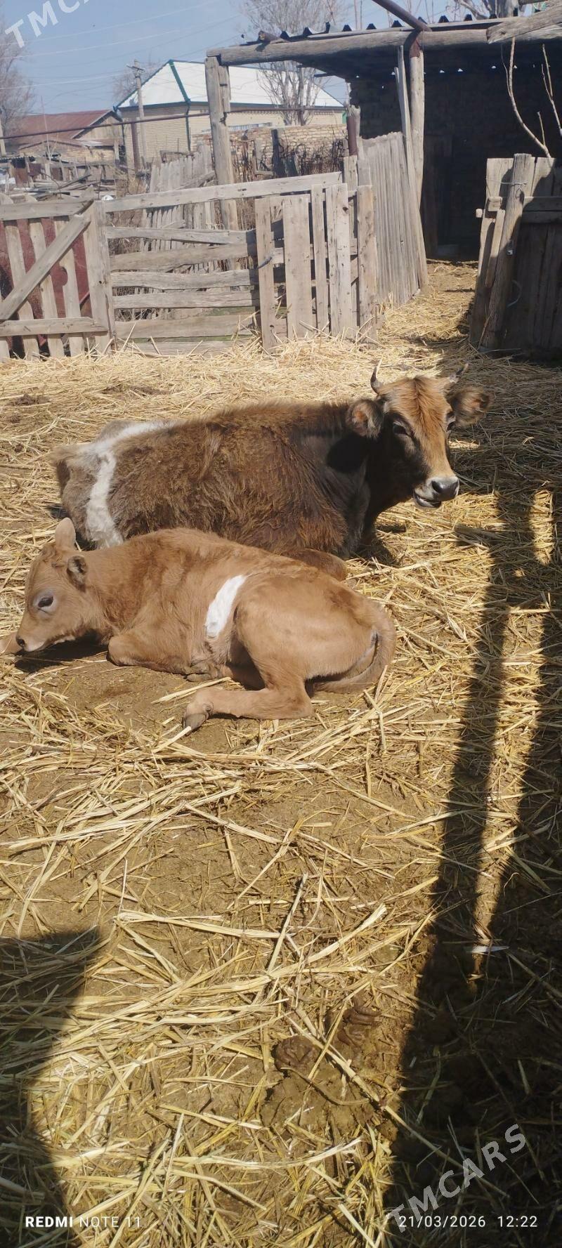 sygyr - Bereket - img 1