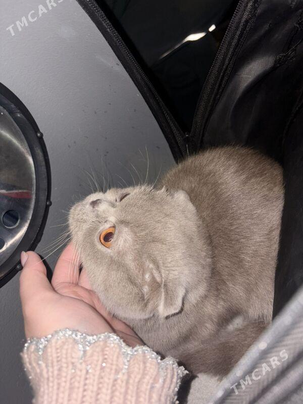 şatlaniski pisik - 11 mkr - img 1