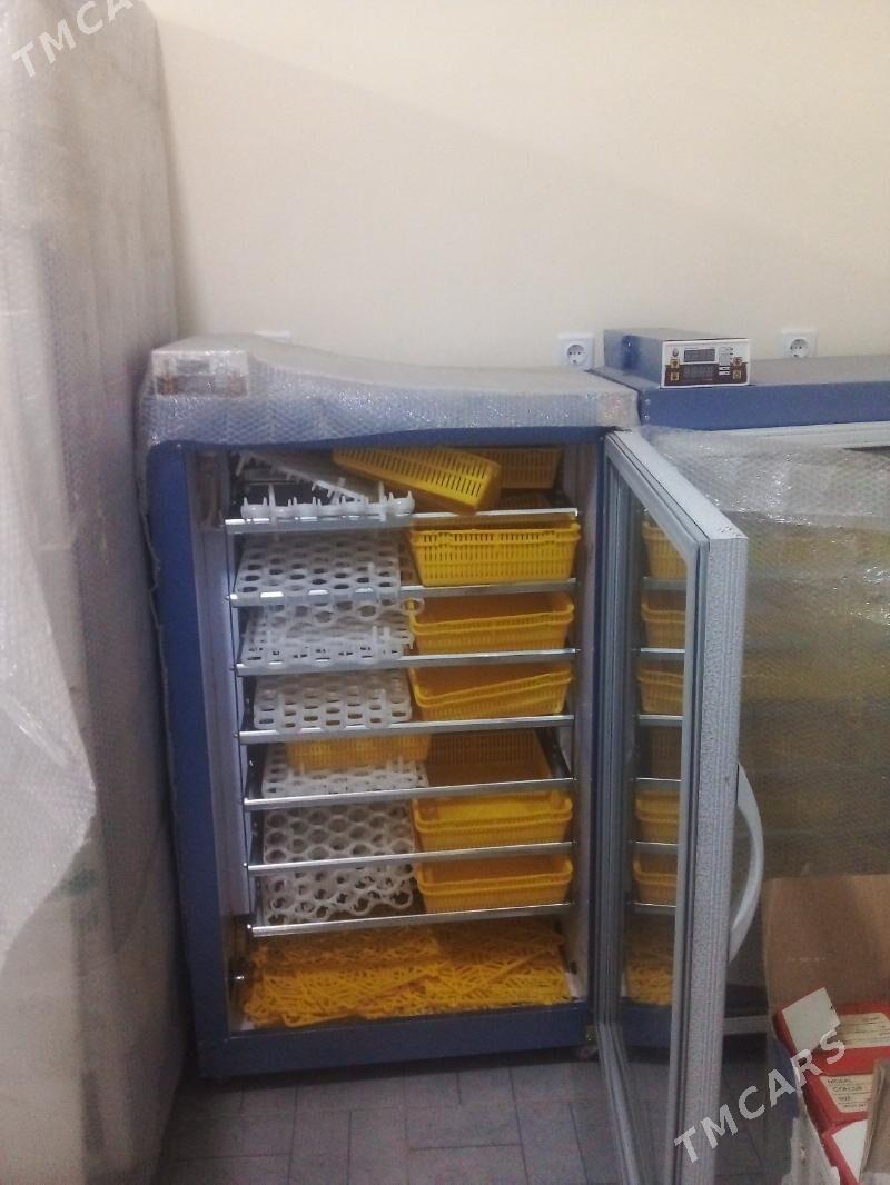 екватир    иекватир   ейра - Бузмеин - img 1