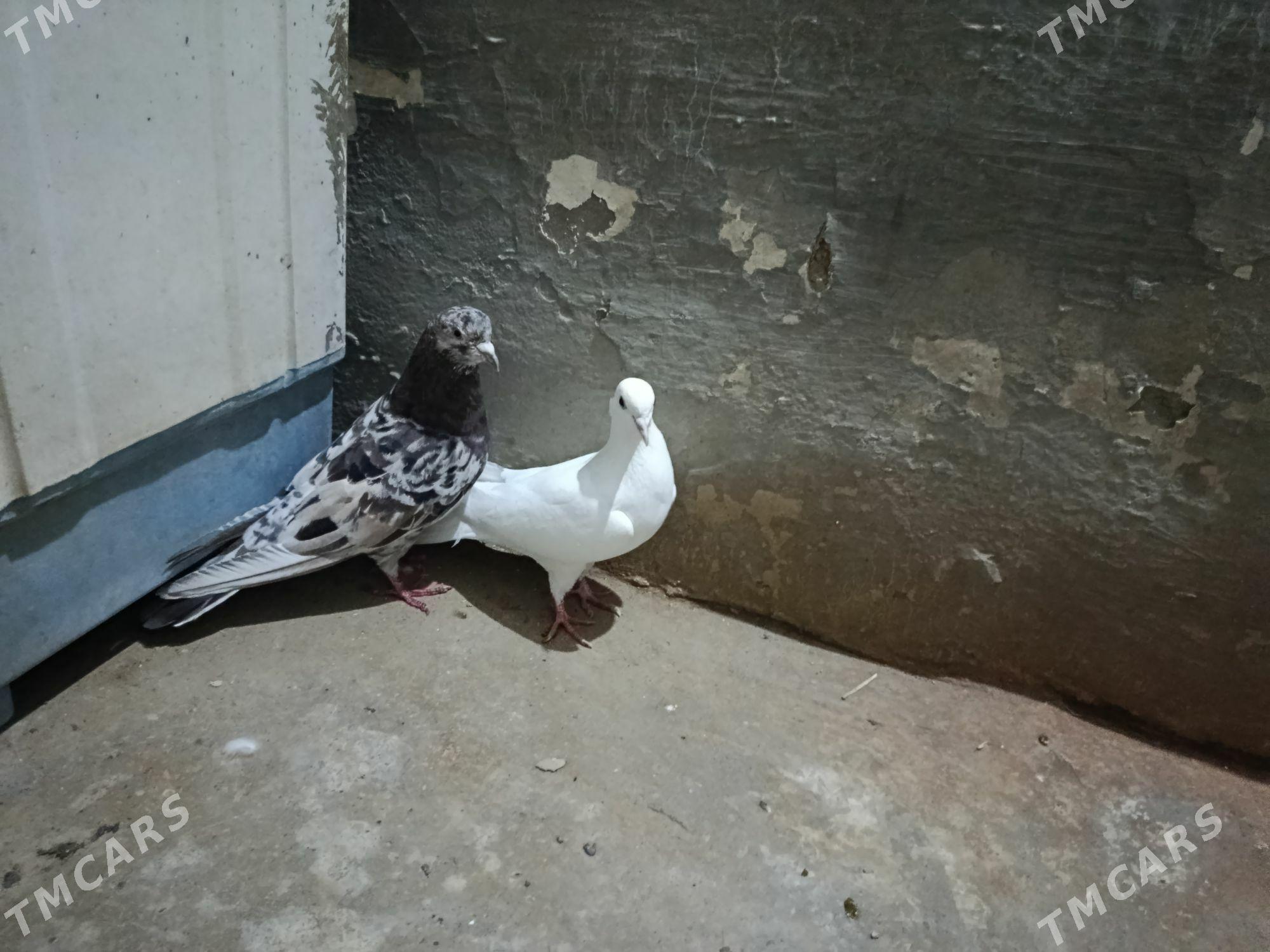 kepderi. - Gyzylarbat - img 1