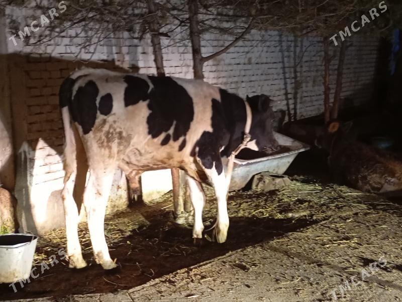 okuz - Кëши - img 1