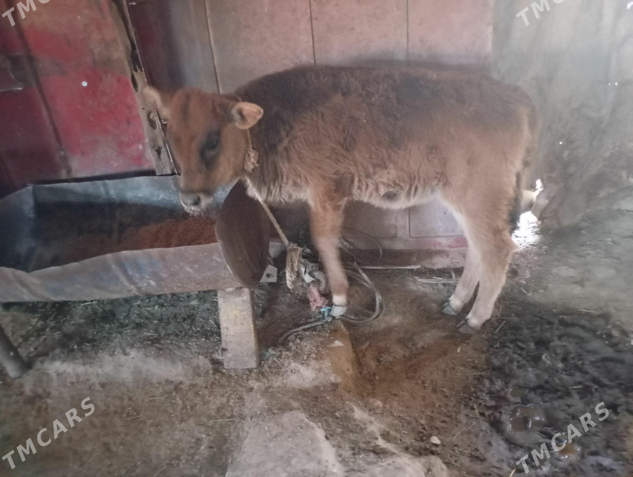 goleli sygyr - Gyzylarbat - img 1