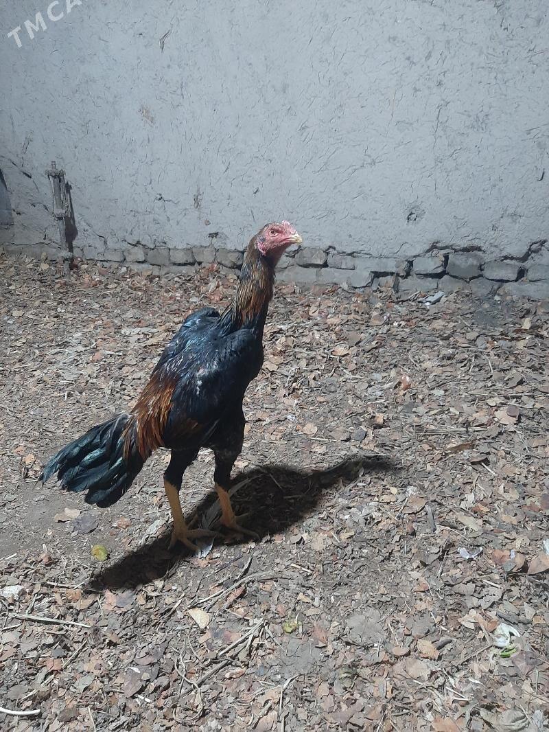 horaz - Шабатский этрап - img 1