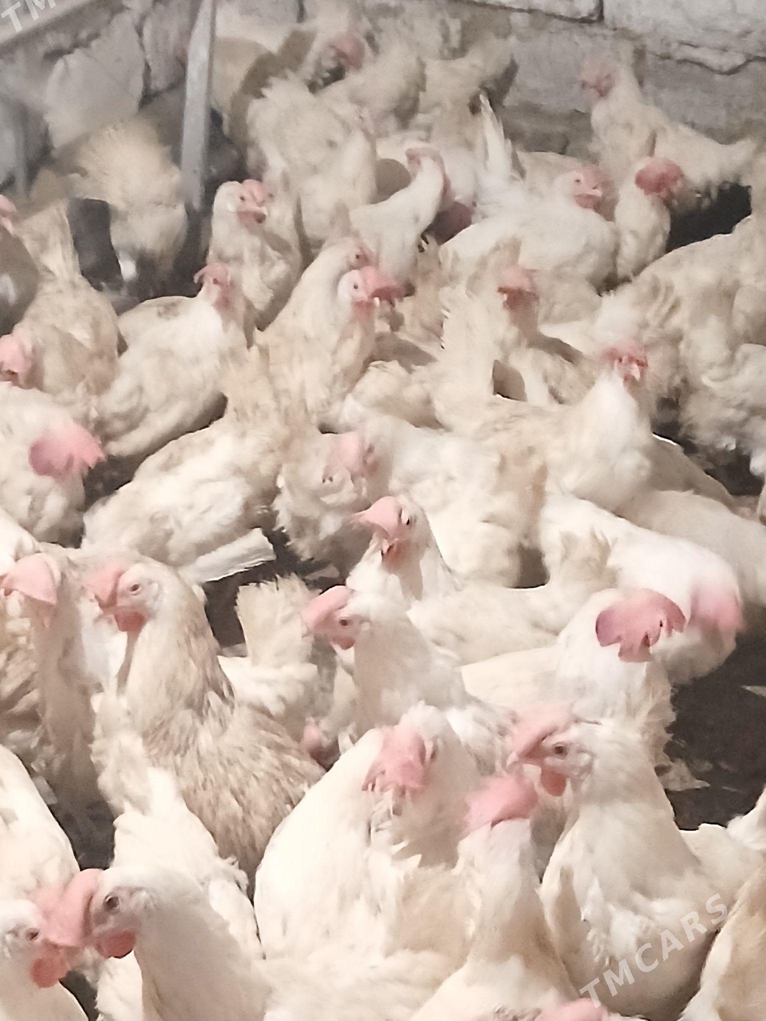 tovuk - Aşgabat - img 1