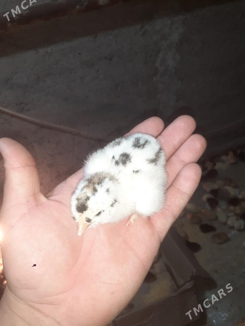 Gigant juyjeler - Туркменабат - img 1