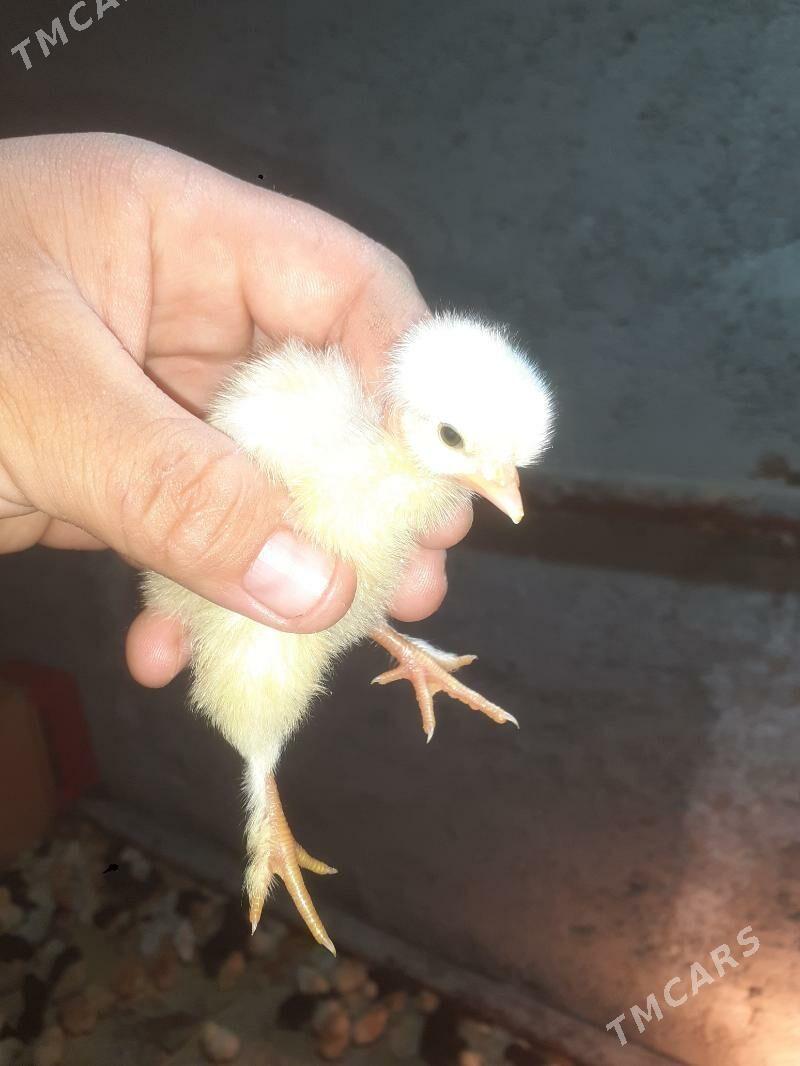 Galaseyka juyjeler - Туркменабат - img 1