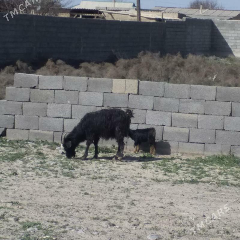 GUZULY GOYUN - Кака - img 1