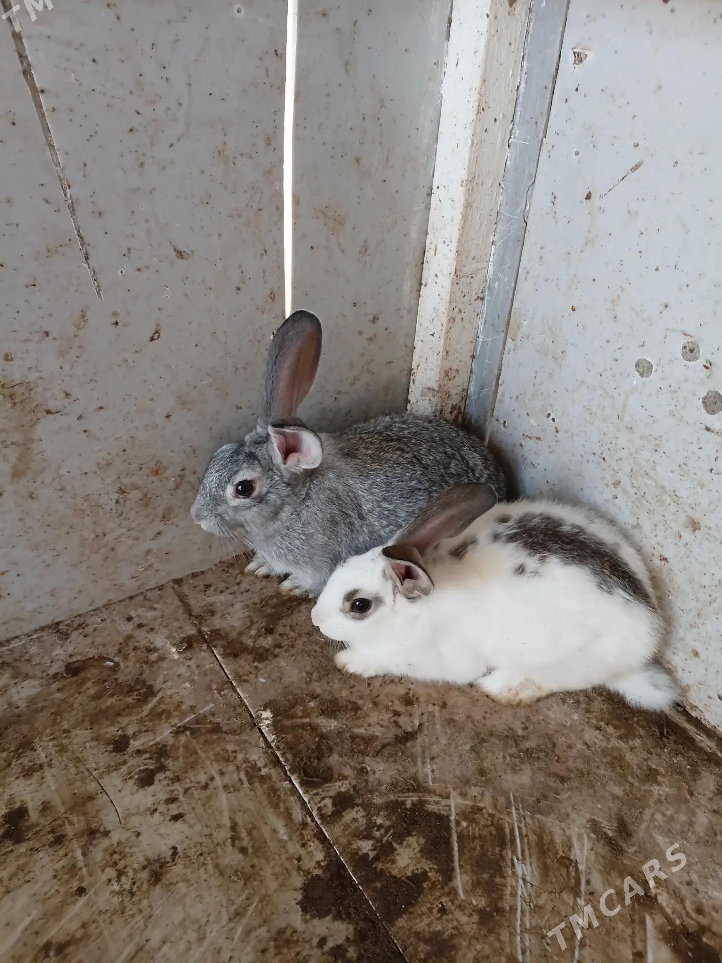 Towsan - Векильбазар - img 1