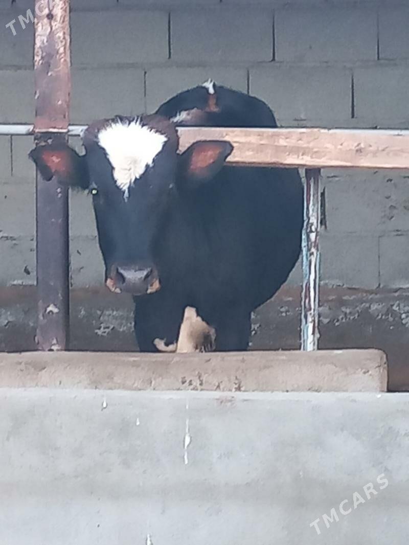 okuz - Гёкдже - img 1