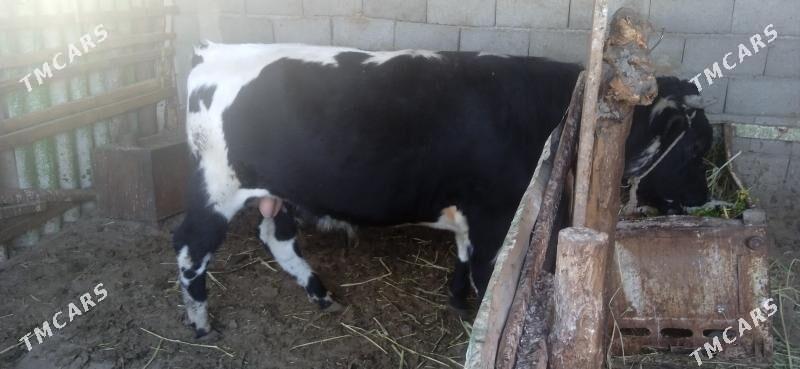 окуз - Бузмеин - img 1