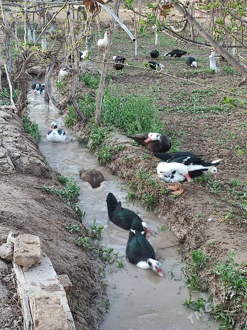 guş - Векильбазар - img 1