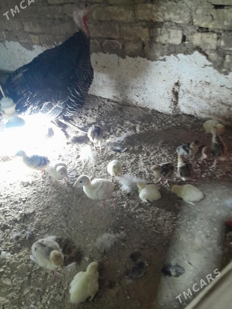 induk juje - Mary - img 1