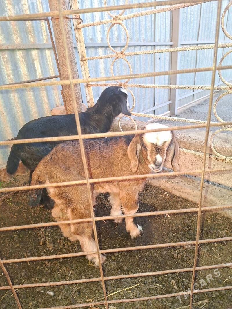 owlak - Гёкдепе - img 1