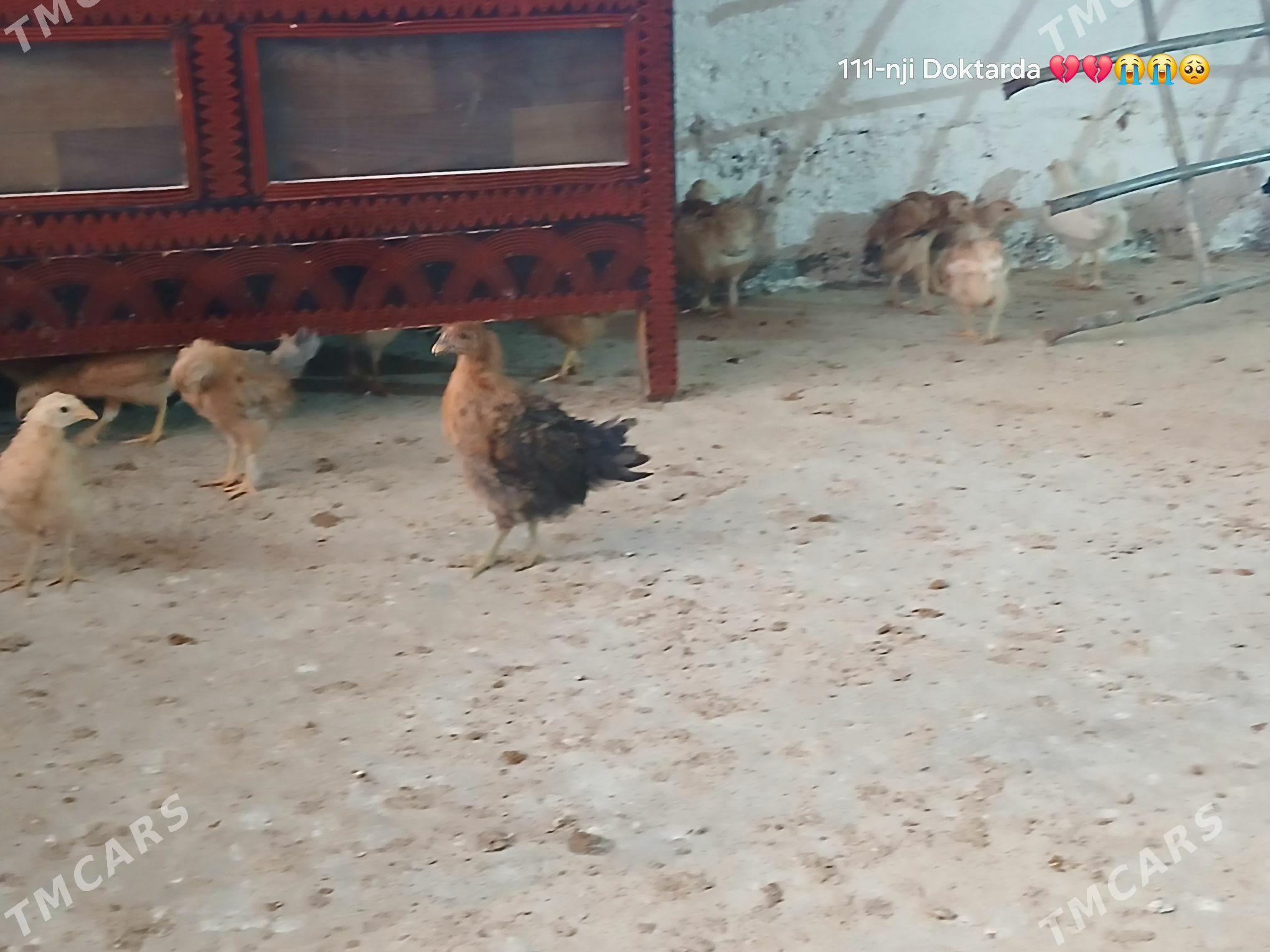 jüje - Ашхабад - img 1