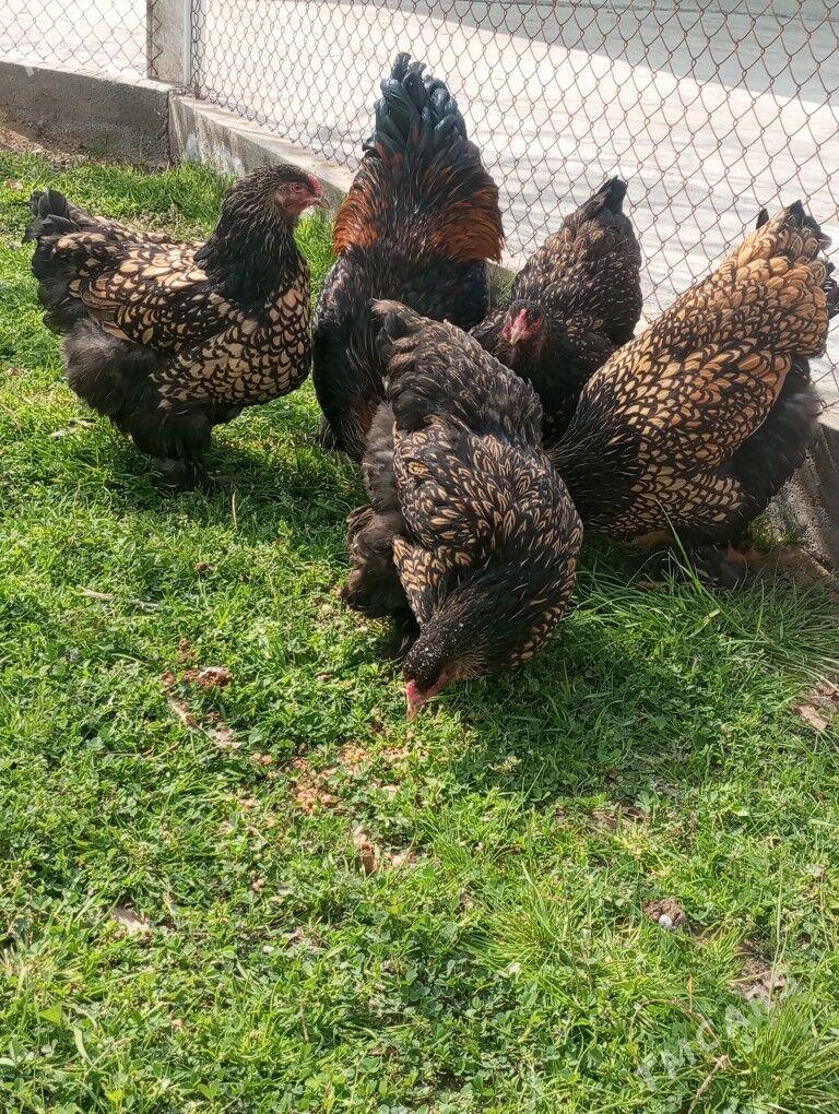 Brama ýumurtga - Тязе заман - img 1