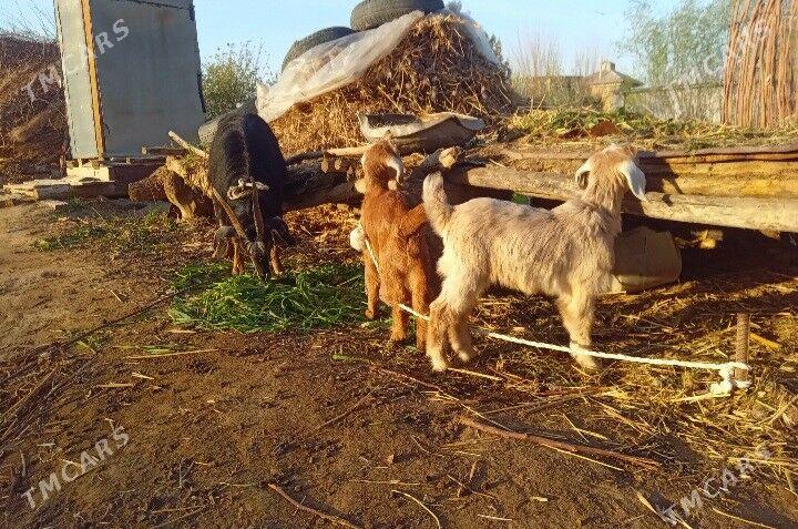 Ekiz owlakly geci - Байрамали - img 1