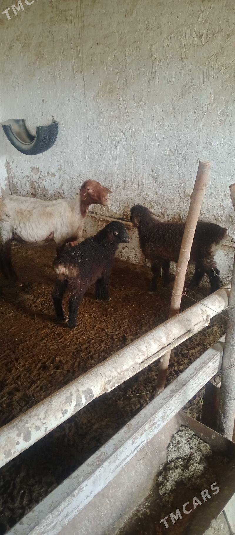 ekiz guzuly goyun - Байрамали - img 1