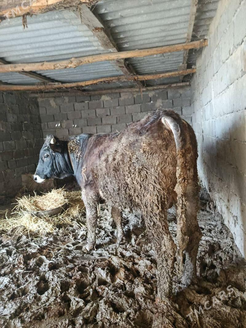 Ökuz - Ak bugdaý etraby - img 1