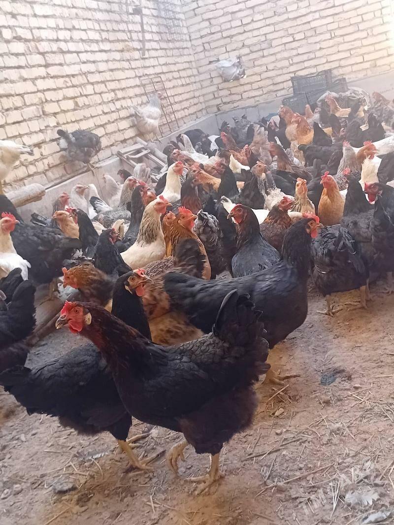 100% dogup duran towuklar - Sakar - img 1