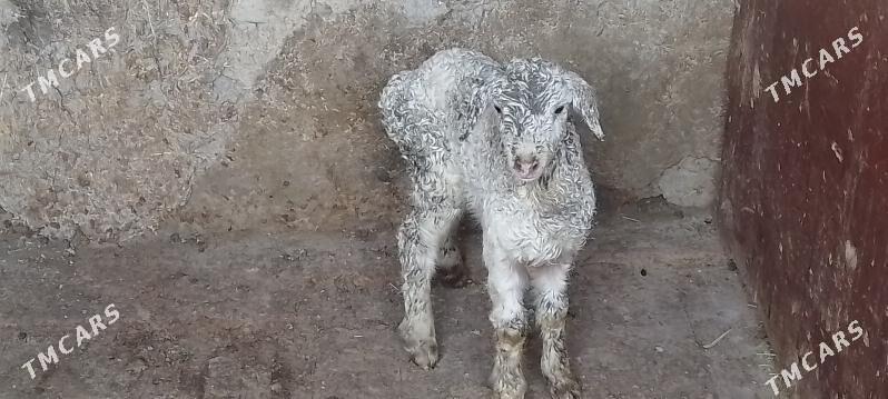 guzy-owlak - Бахарден - img 1