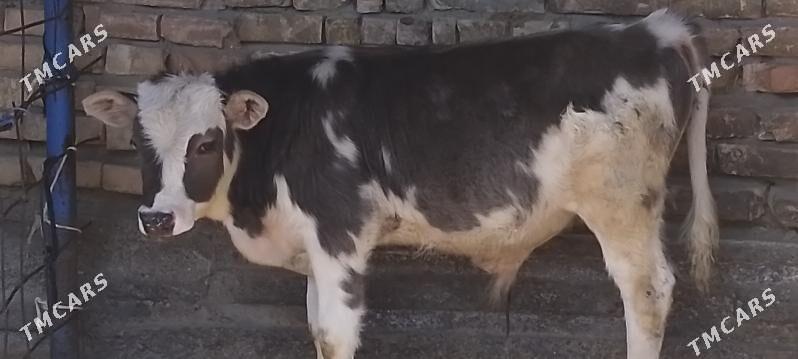 okuzce - Бахарден - img 1