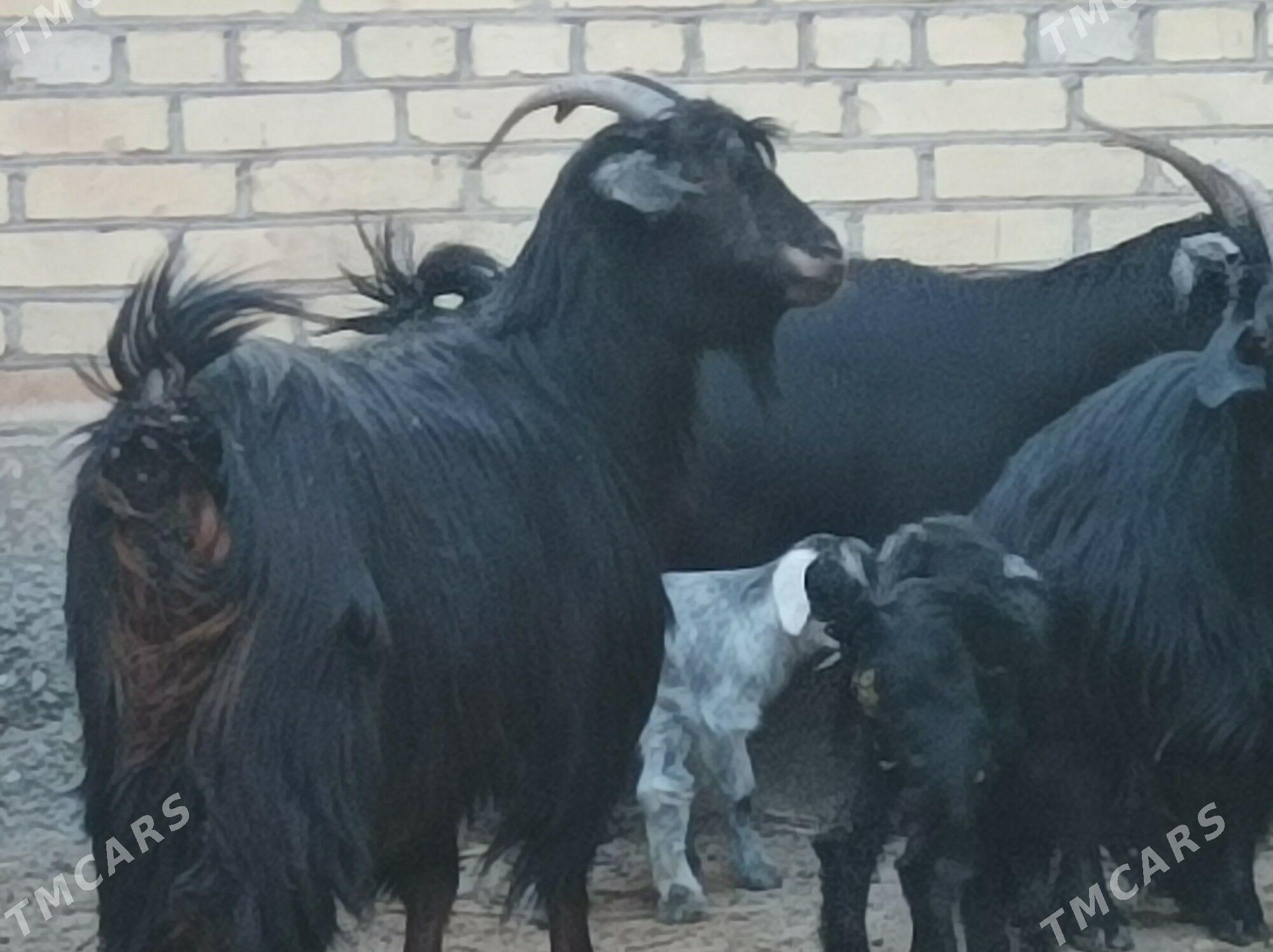 owlakly Geci - Дянев - img 1