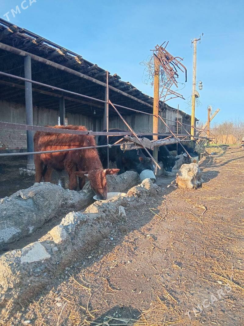 1 яшар 4 саны окузче - Sakar - img 1