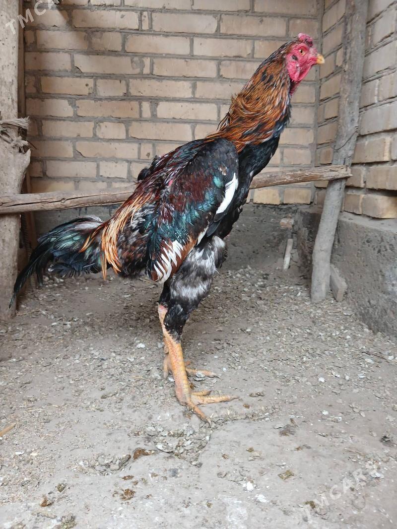 baysok - Чарджоу - img 1