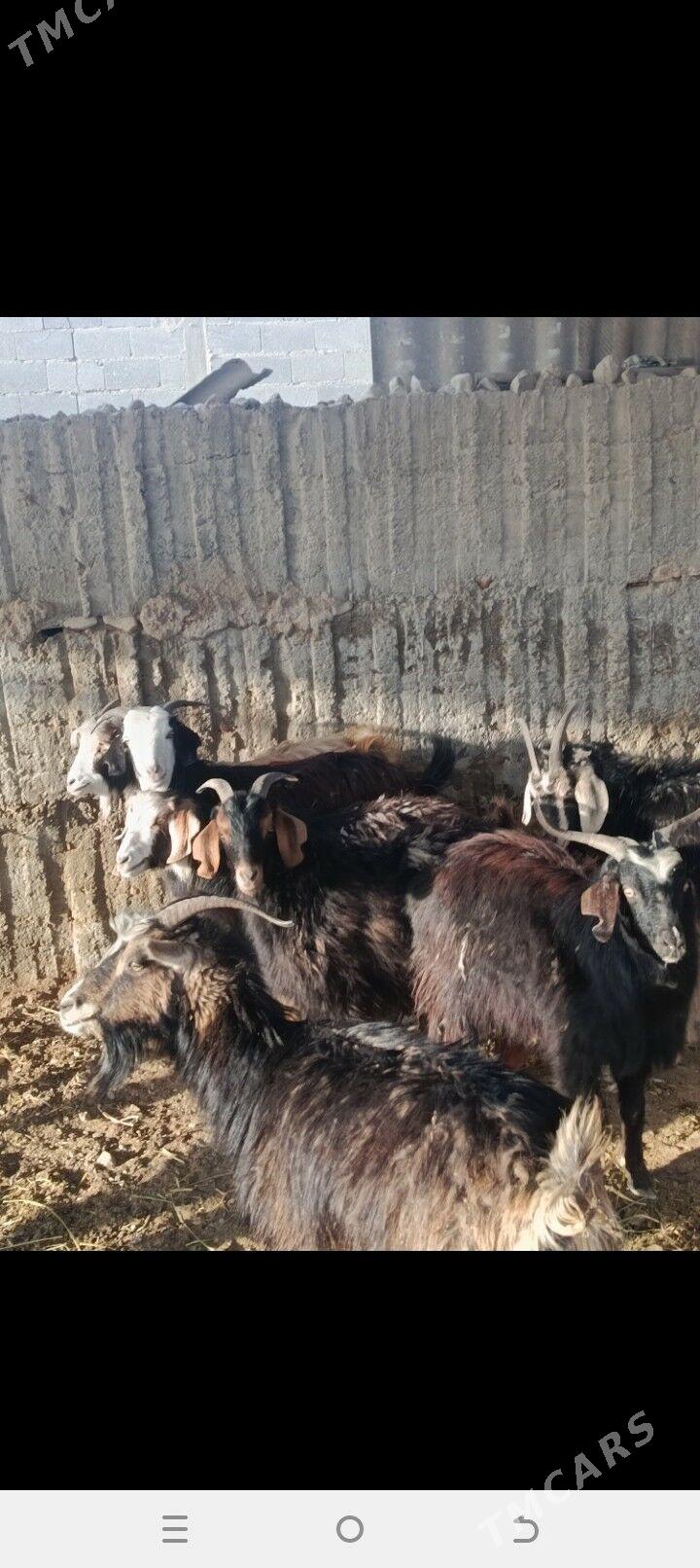 erkeçler - Bäherden - img 1