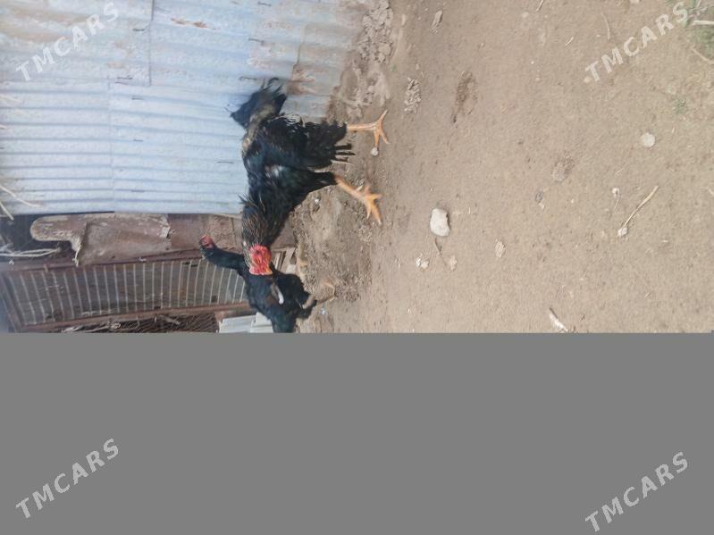 Байсок хороз - Сакарчага - img 1