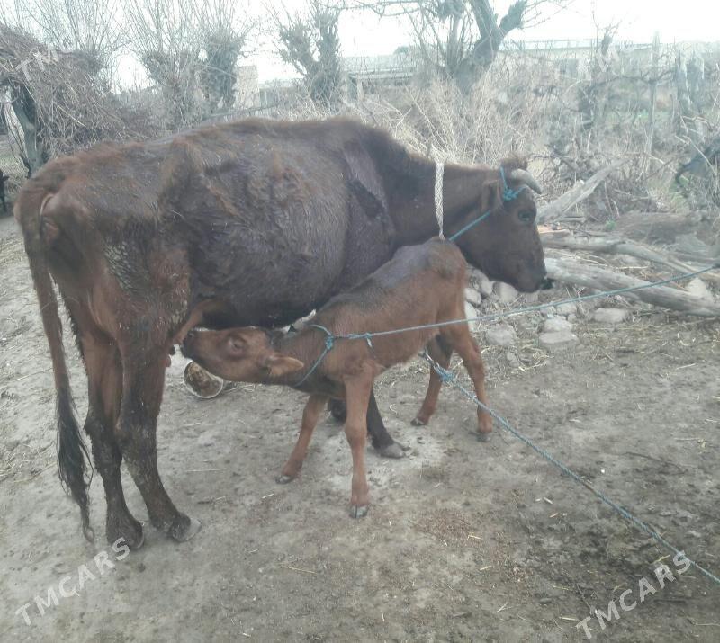 Saglyk sygyr - Чарджоу - img 1