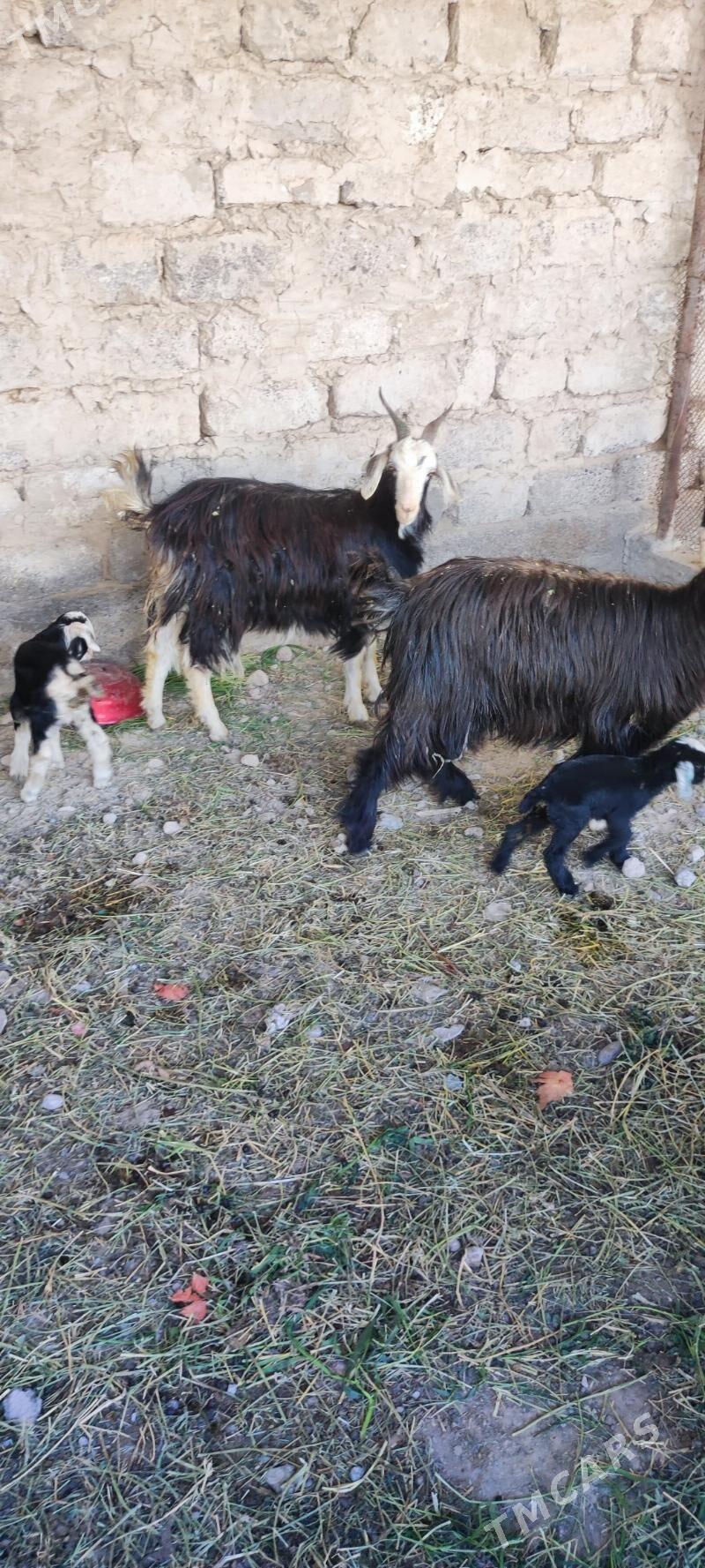 geçi owlakly - Ýalkym - img 1