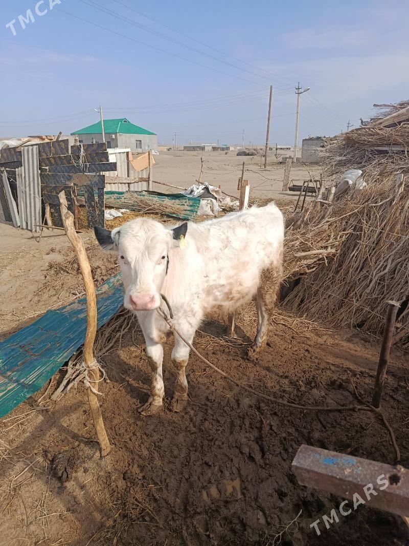 öküz - Gökdepe - img 1