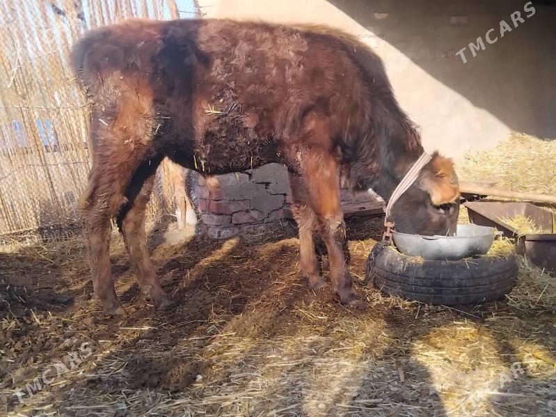 öküz - Бабадайхан - img 1