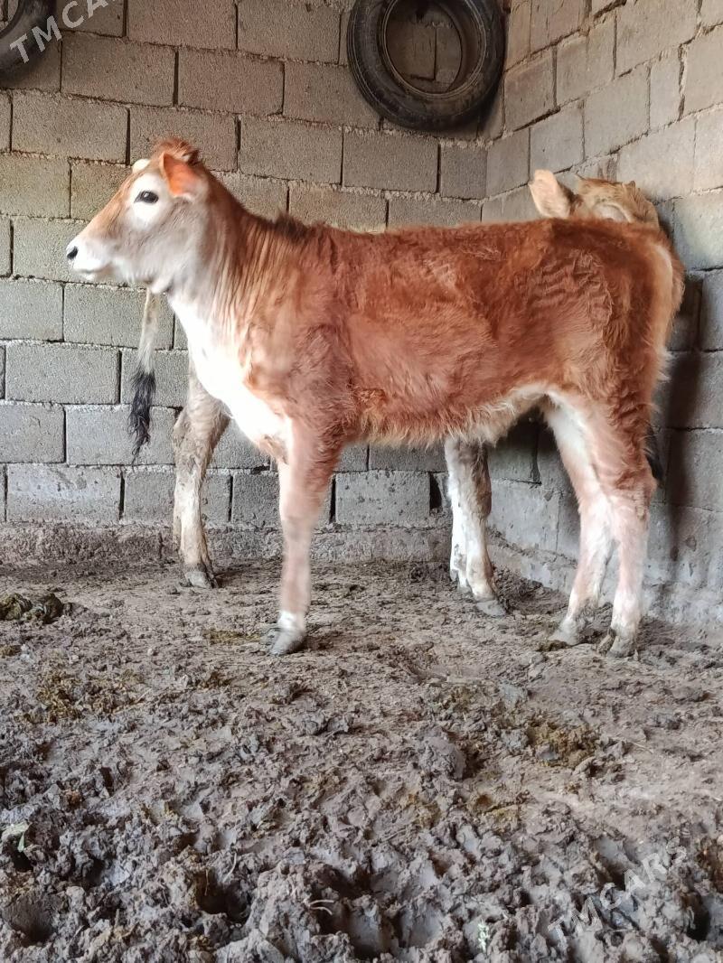 Tuwe - Aşgabat - img 1