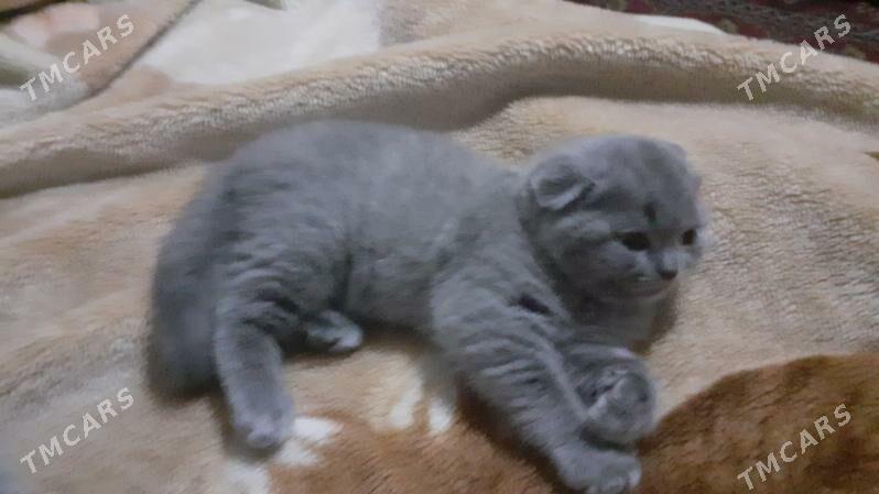 британцы - Туркменабат - img 1