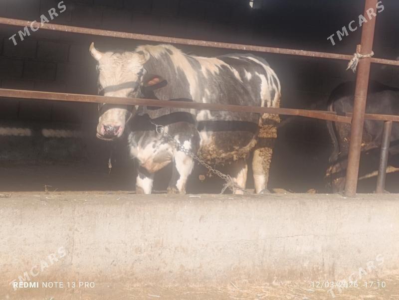 Bakylan ökuz - Бахарден - img 1