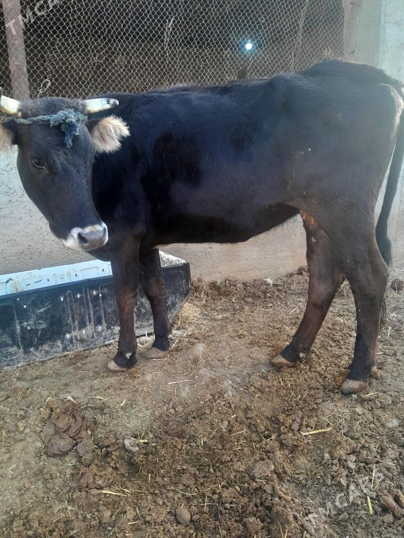 bogaz sygyr - Гызыларбат - img 1