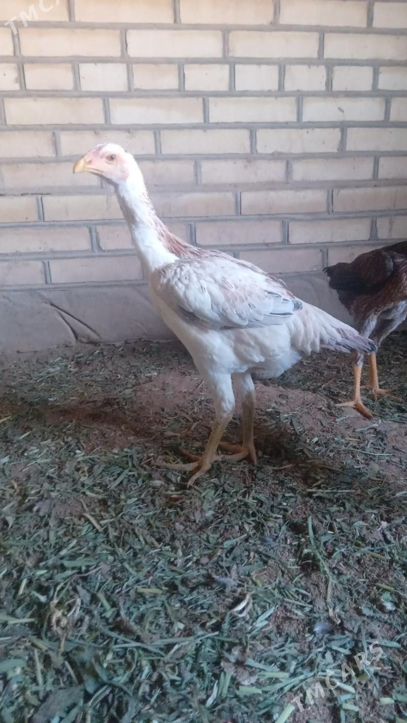 BAÝES TASKENT - Мургап - img 1