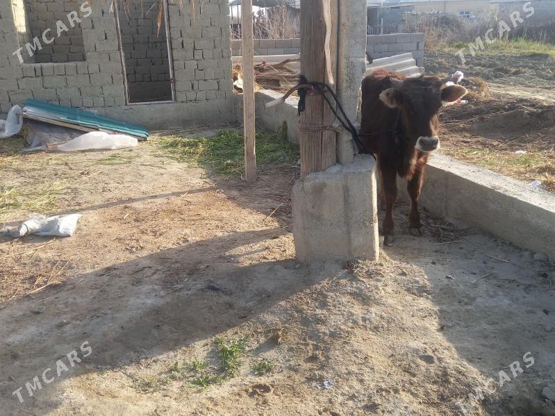 ökuz - Бахарден - img 1