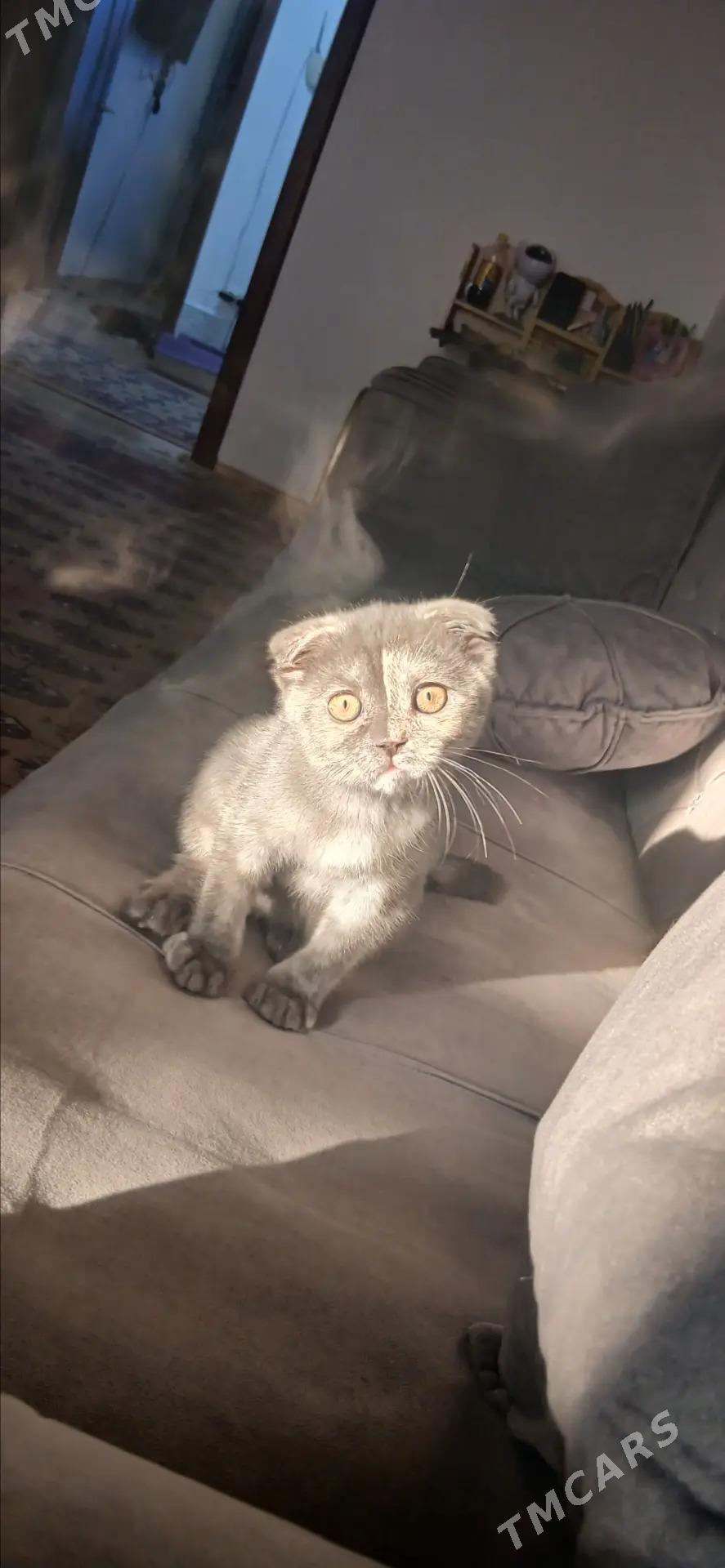 poncik - Daşoguz - img 1