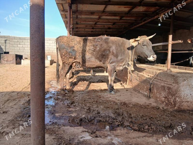 Sygyr - Babadaýhan - img 1