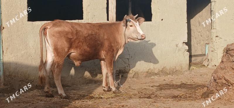 TOHUM SWES TUWE - Бахарден - img 1